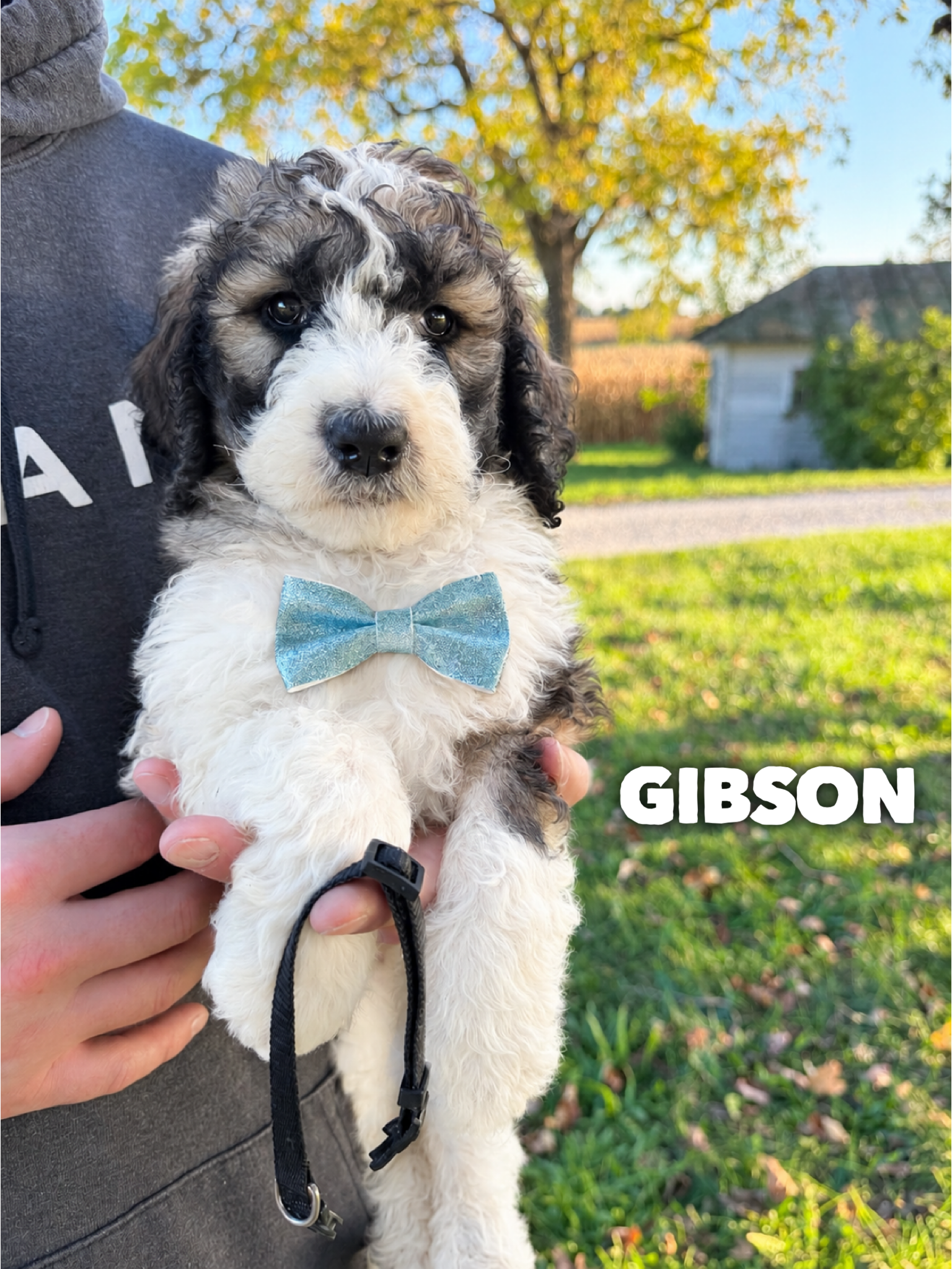 Gibson 1